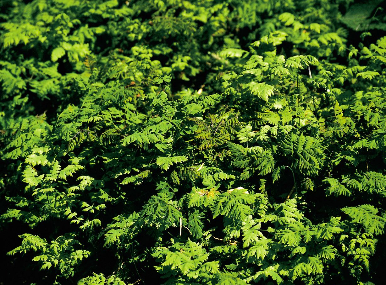 Eichenfarn 'Plumosum' - Gymnocarpium dryopteris 'Plumosum'