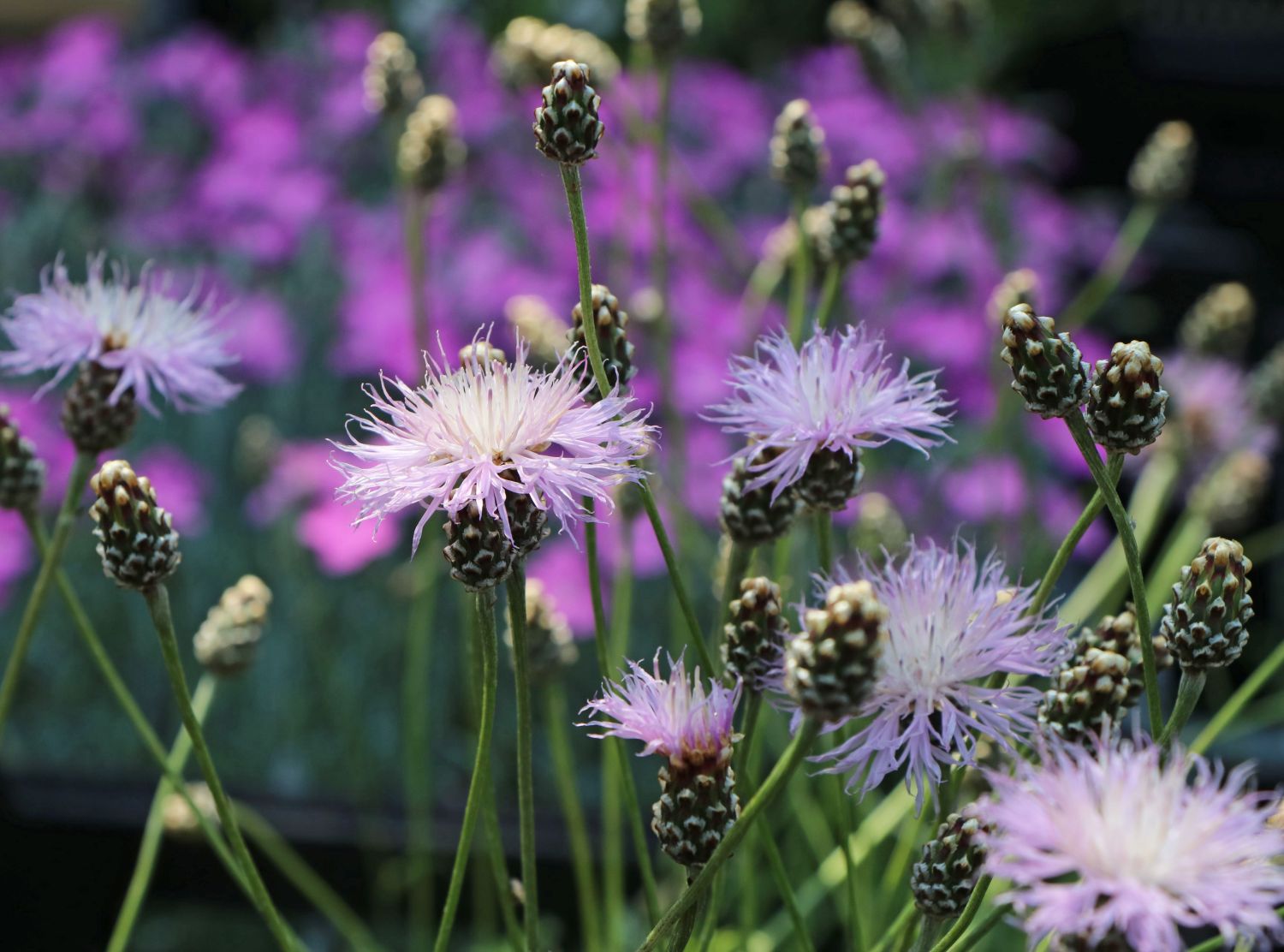 Einfache Kissen-Flockenblume