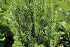 Einfassungseibe 'Hillii' - Taxus media 'Hillii'