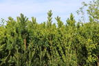 Einfassungseibe 'Hillii' - Taxus media 'Hillii'