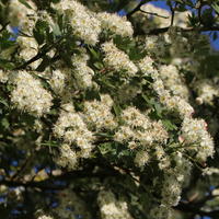 Eingriffeliger Weißdorn - Crataegus monogyna