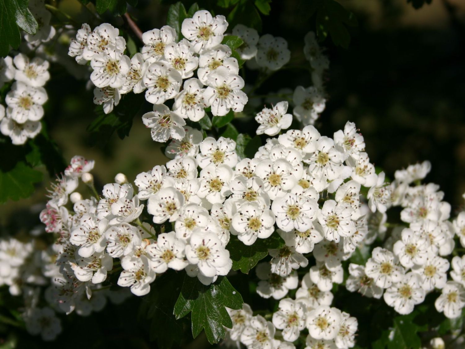 Eingriffeliger Weißdorn - Crataegus monogyna