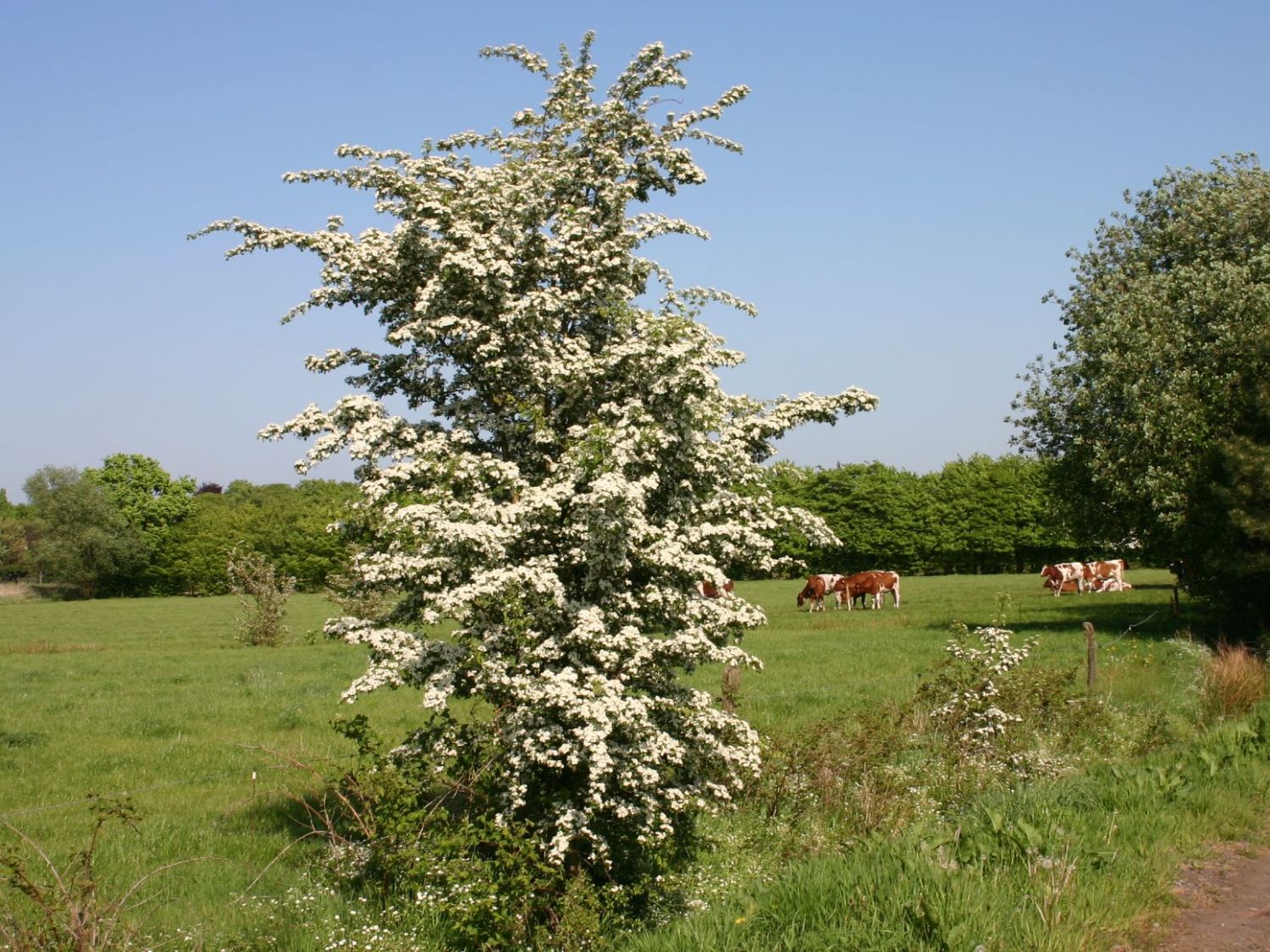 Eingriffeliger Weißdorn - Crataegus monogyna