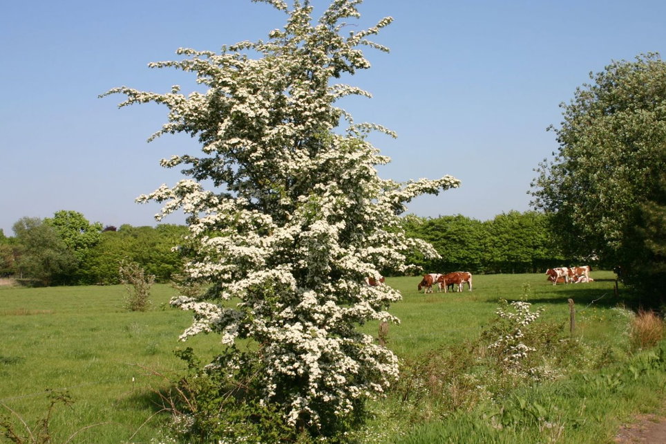 Eingriffeliger Wei dorn Crataegus Monogyna Baumschule Horstmann Eingriffeliger Wei dorn Crataegus Monogyna Baumschule Horstmann