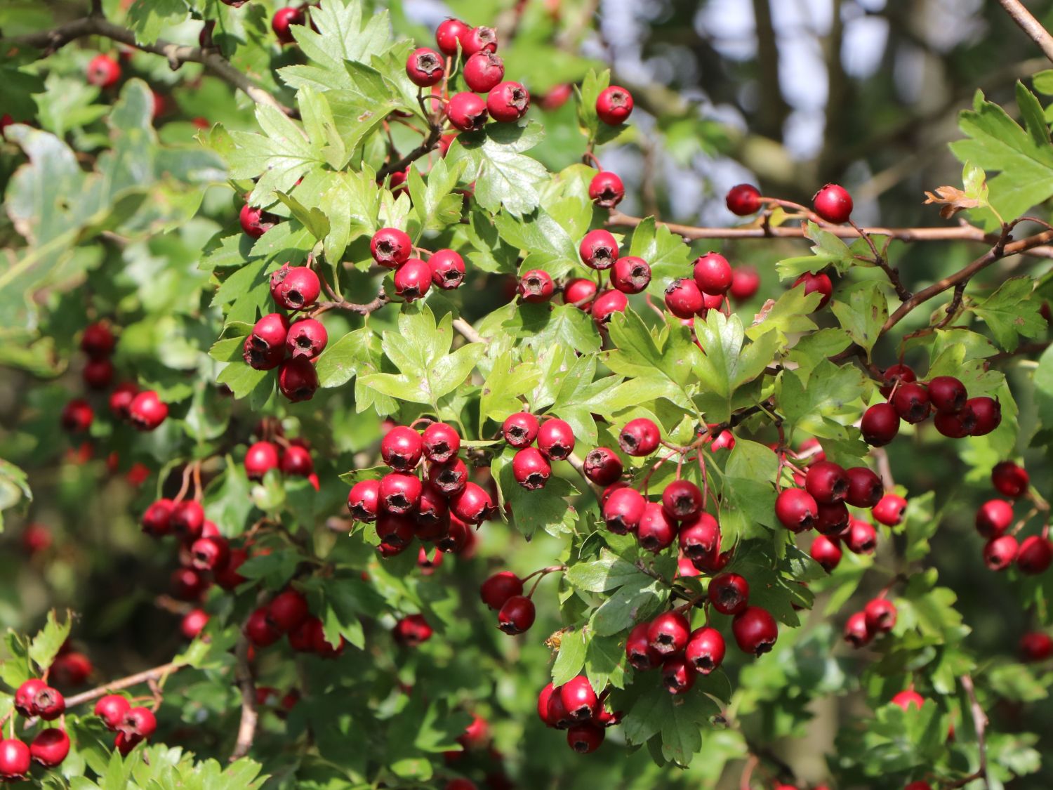 Eingriffeliger Weißdorn - Crataegus monogyna