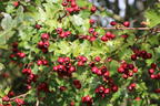 Eingriffeliger Weißdorn - Crataegus monogyna