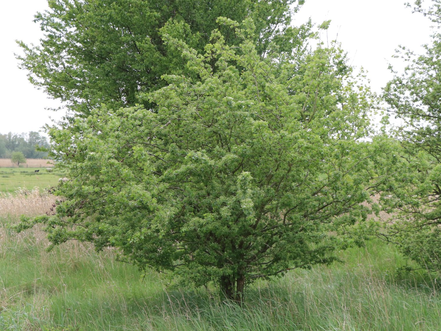 Eingriffeliger Weißdorn - Crataegus monogyna