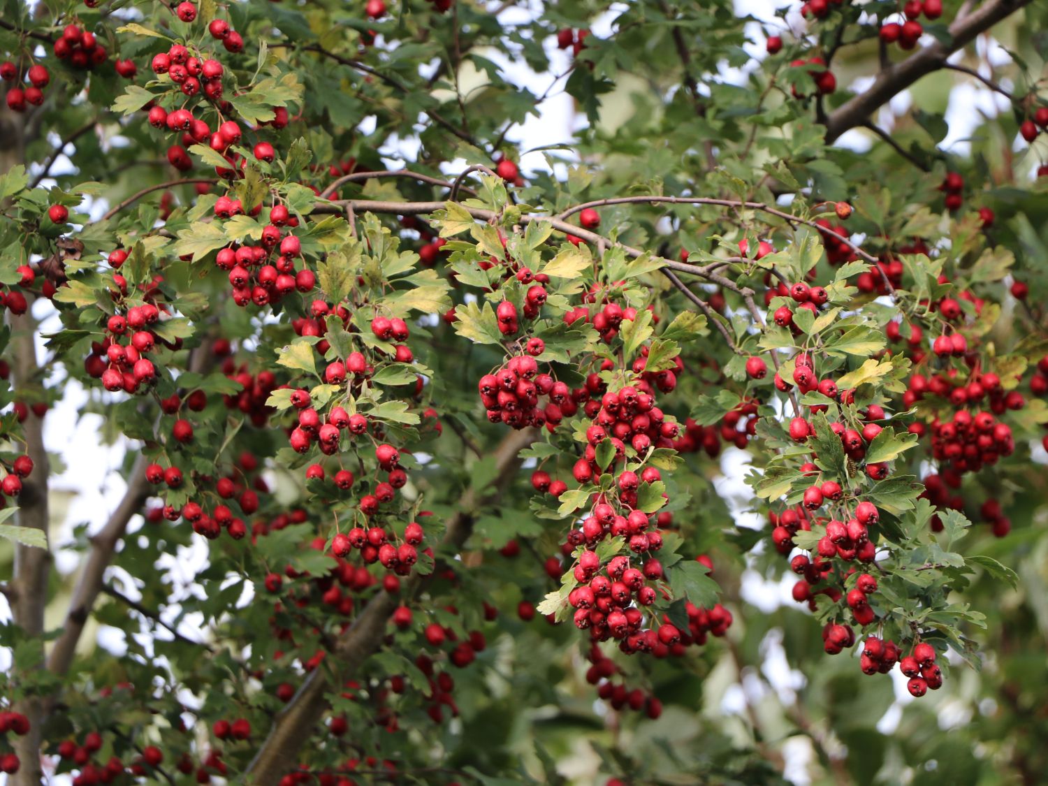Eingriffeliger Weißdorn - Crataegus monogyna