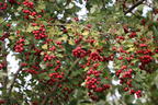 Eingriffeliger Weißdorn - Crataegus monogyna