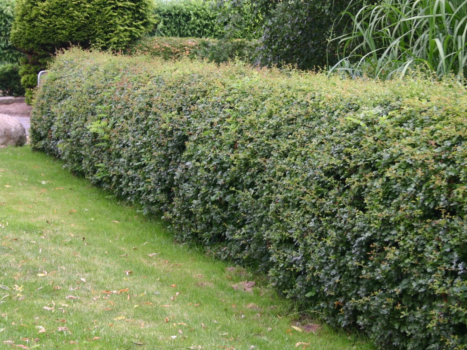 Eingriffeliger Weißdorn - Crataegus monogyna