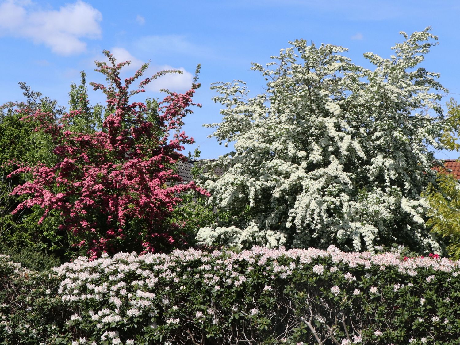 Eingriffeliger Weißdorn - Crataegus monogyna