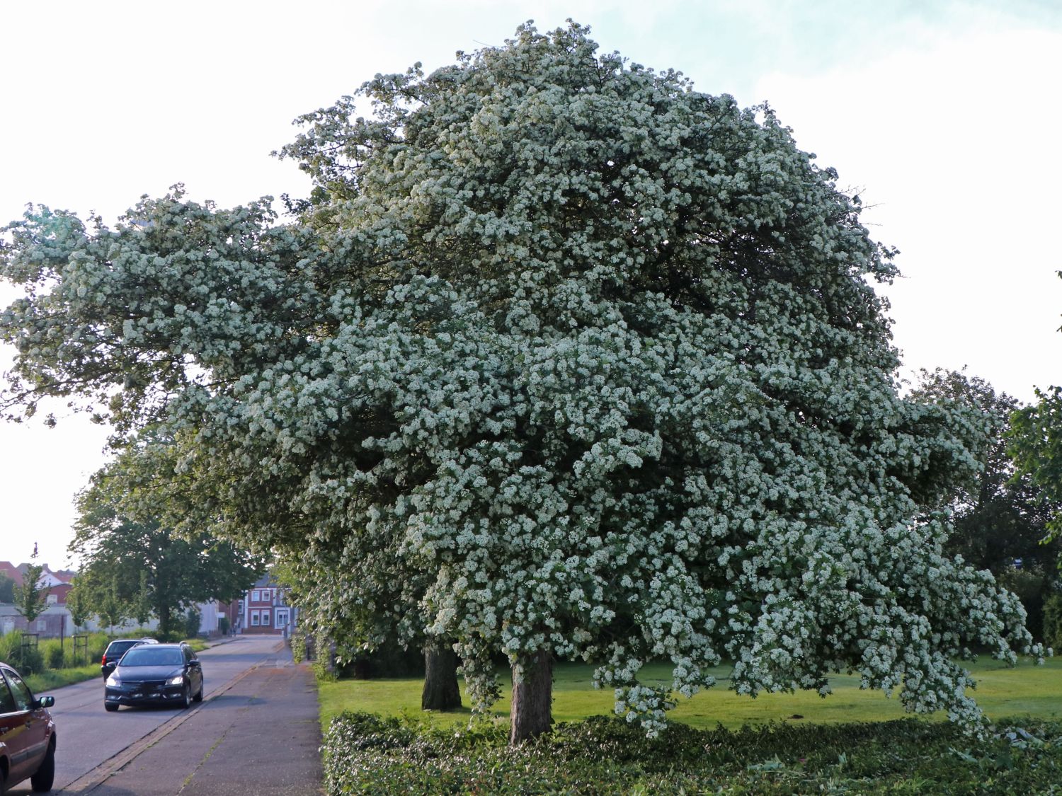 Eingriffeliger Weißdorn - Crataegus monogyna