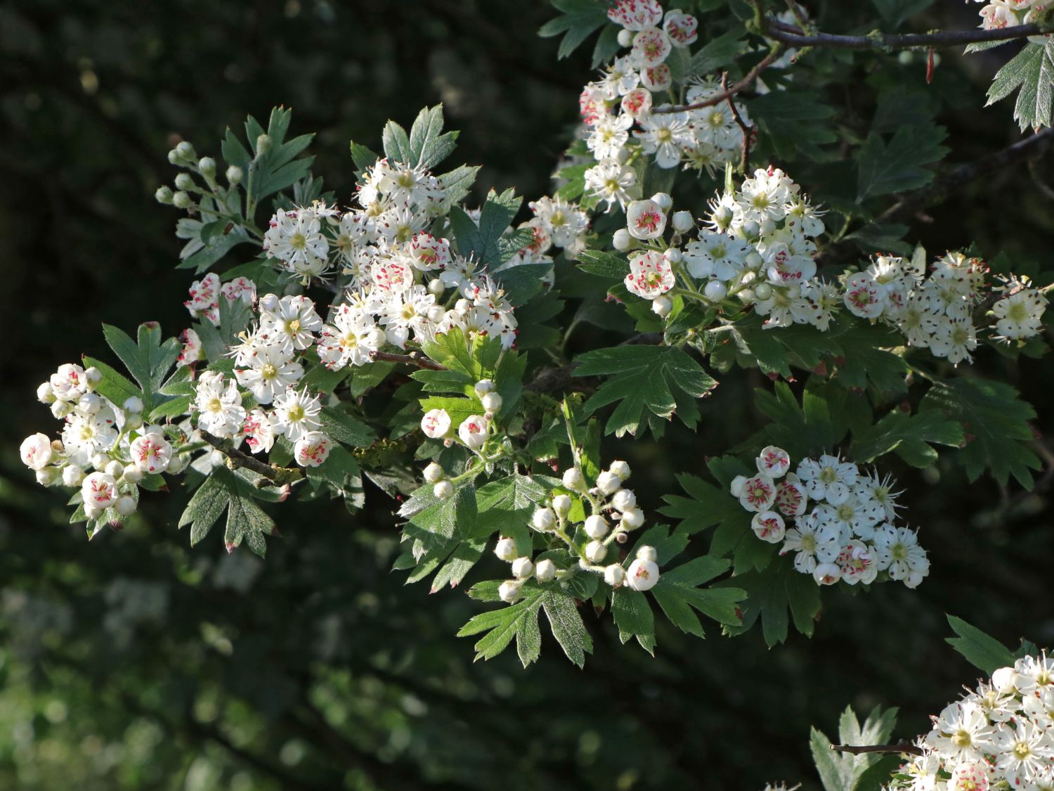 Eingriffeliger Weißdorn - Crataegus monogyna