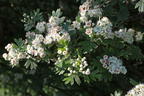 Eingriffeliger Weißdorn - Crataegus monogyna