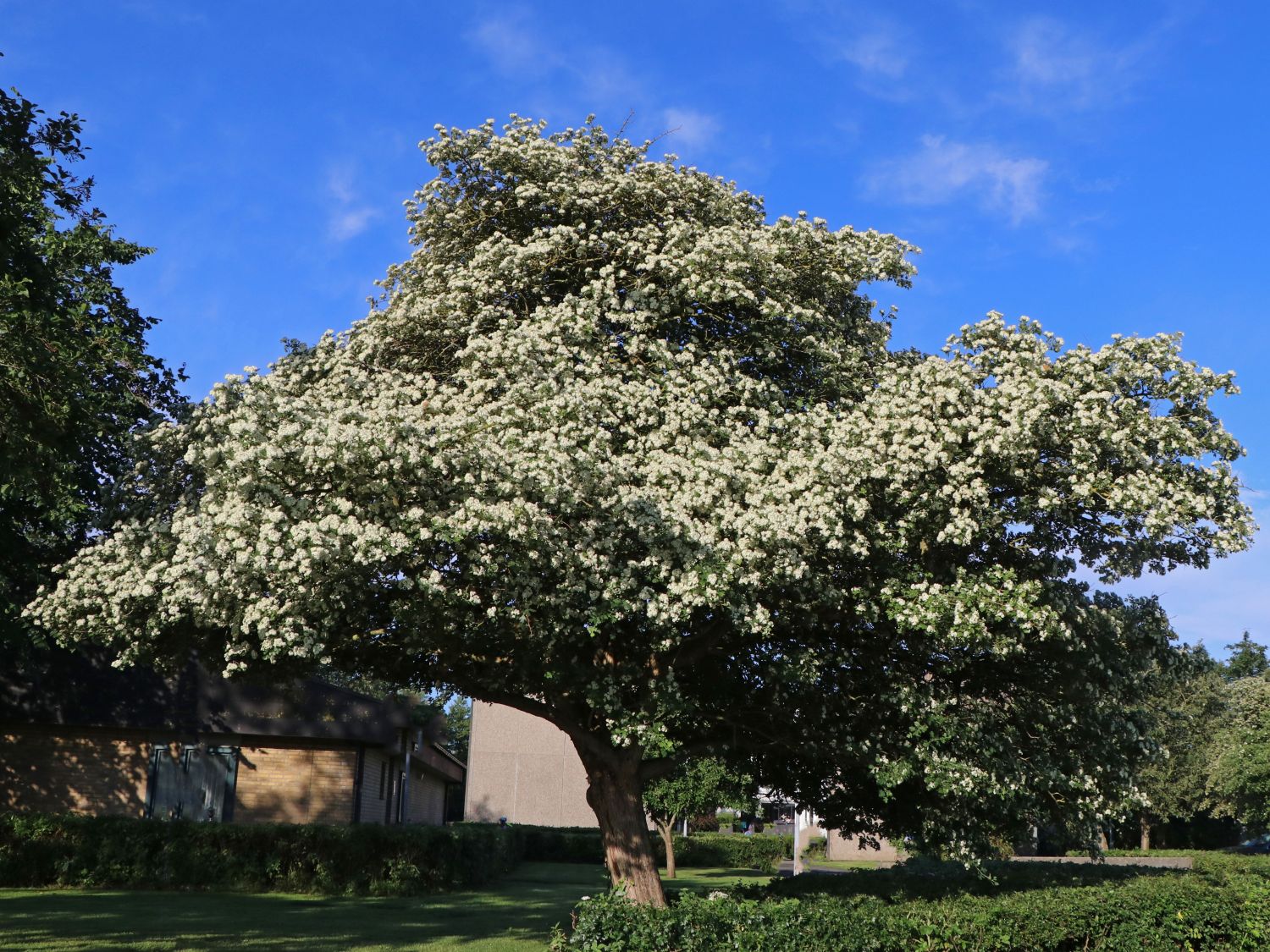 Eingriffeliger Weißdorn - Crataegus monogyna