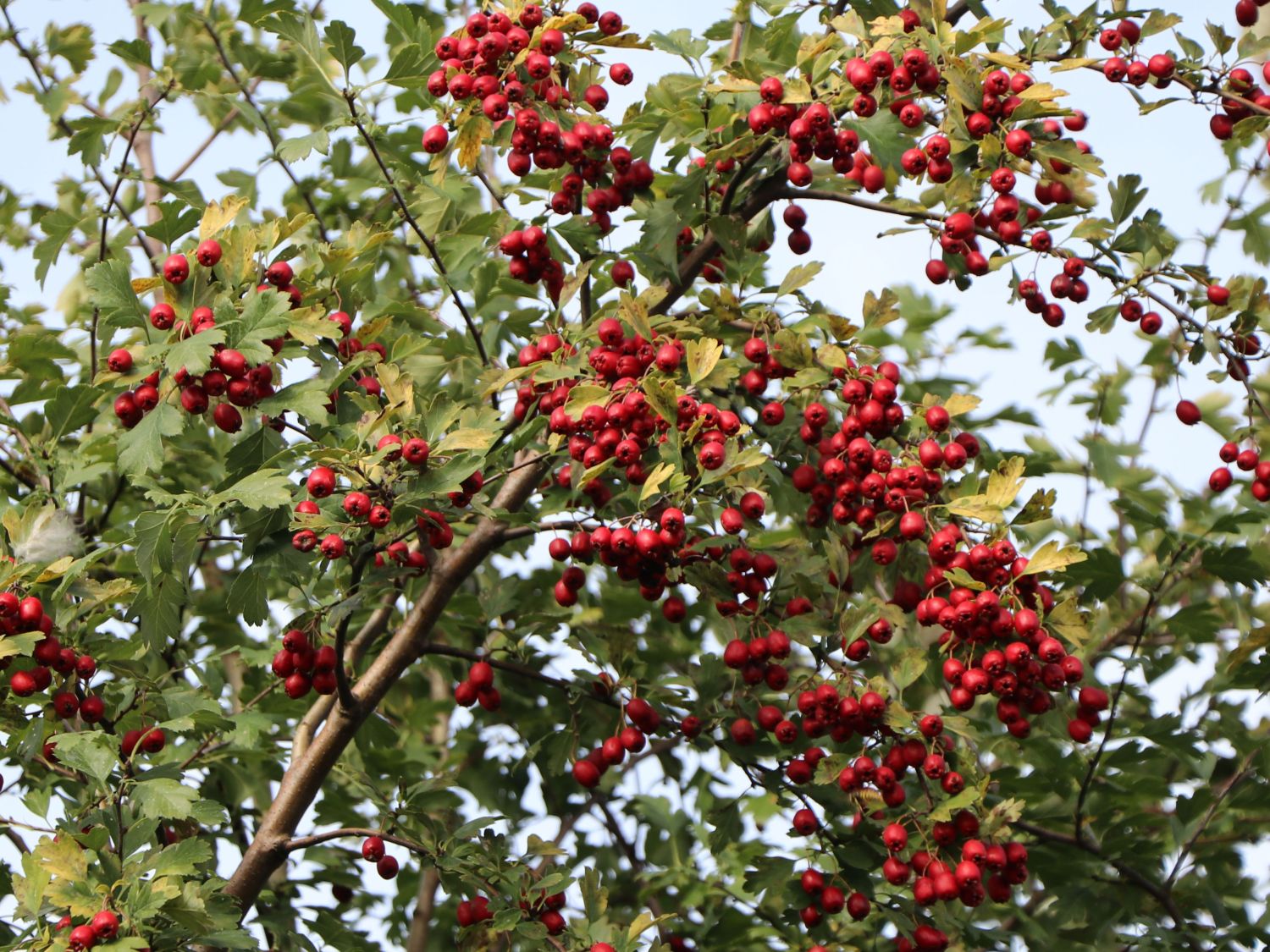 Eingriffeliger Weißdorn - Crataegus monogyna