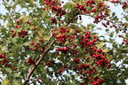 Eingriffeliger Weißdorn - Crataegus monogyna