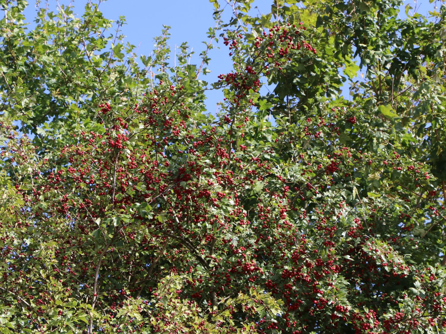 Eingriffeliger Weißdorn - Crataegus monogyna