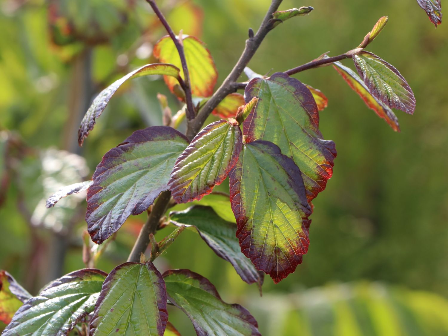 Eisenholzbaum 'Select'