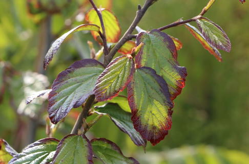 Eisenholzbaum 'Select' - Parrotia persica 'Select'