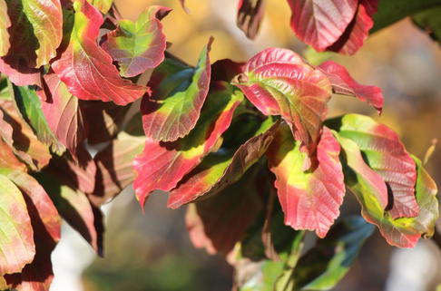 Eisenbaum 'Jodrell Bank' - Parrotia persica 'Jodrell Bank'