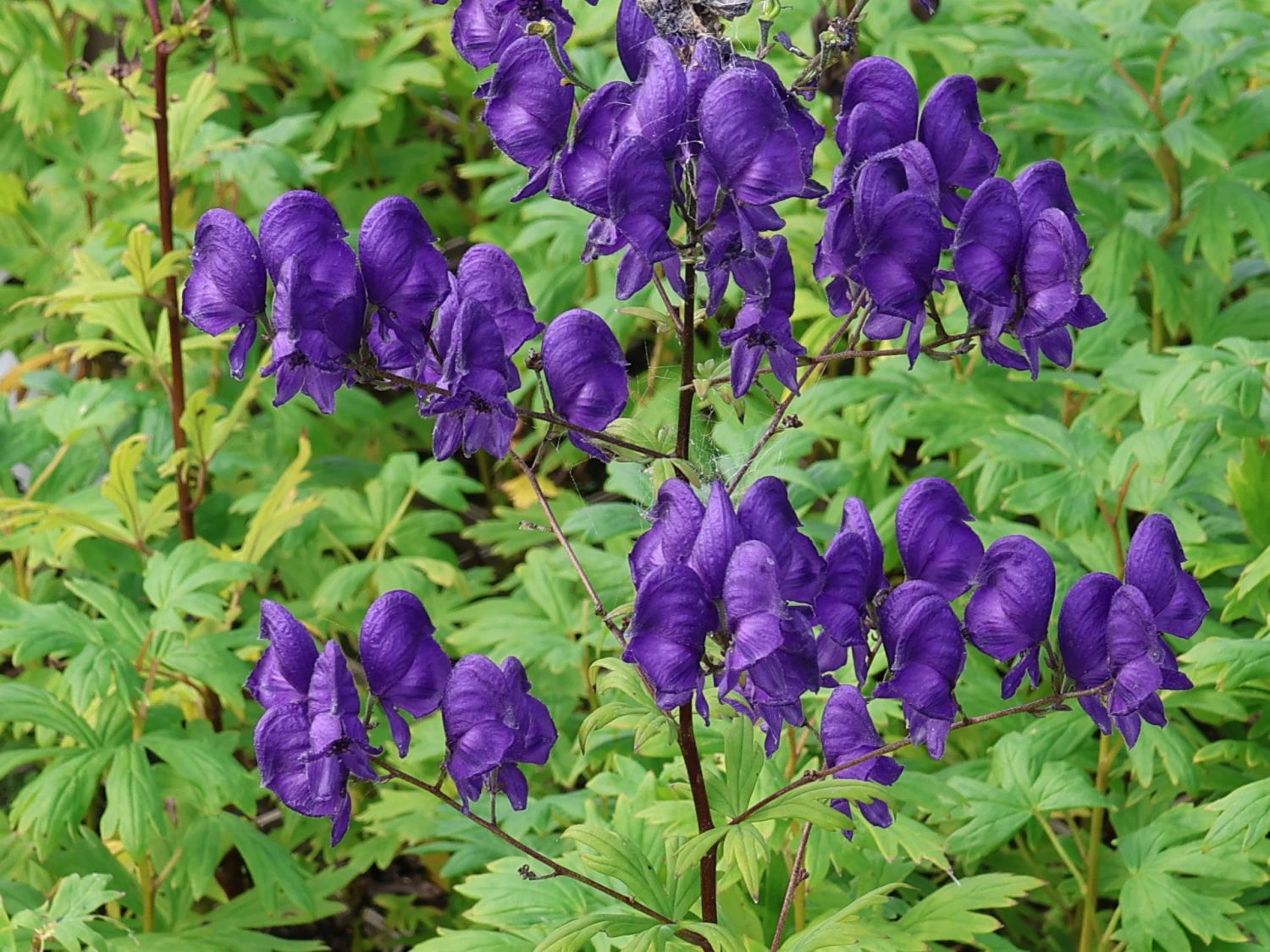 Eisenhut 'Newry Blue'