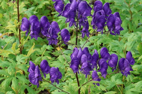Eisenhut 'Newry Blue' - Aconitum x cammarum 'Newry Blue'