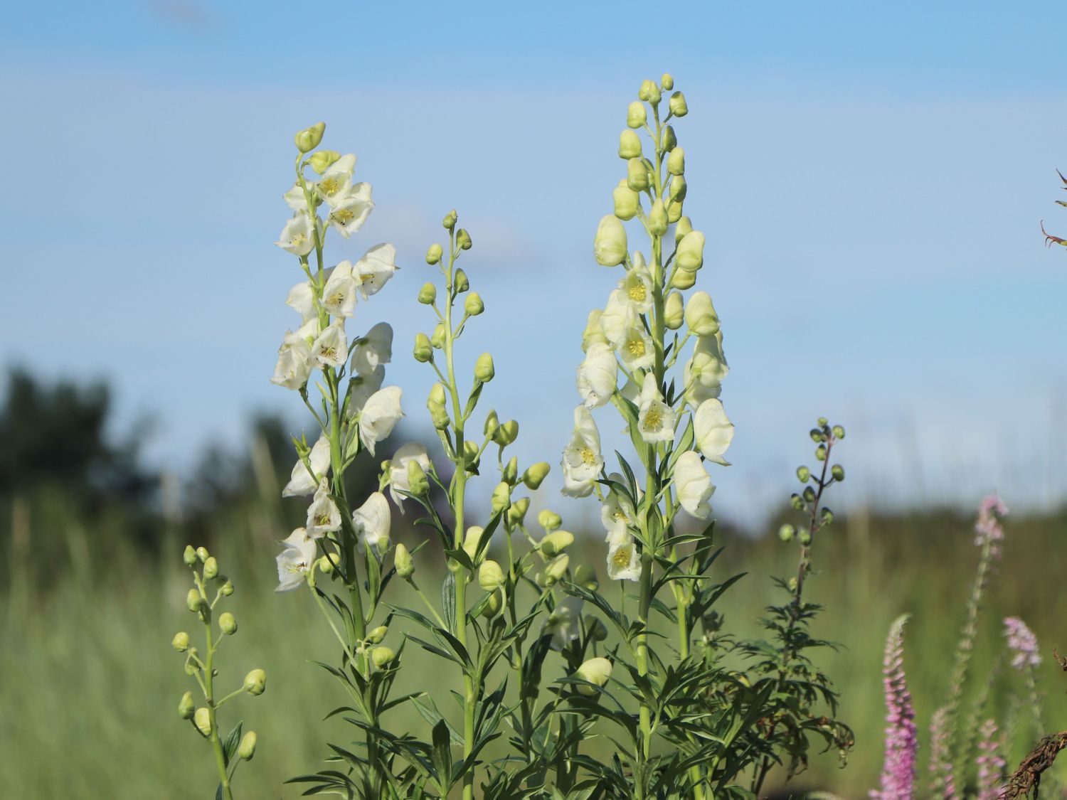 Eisenhut 'Schneewittchen'