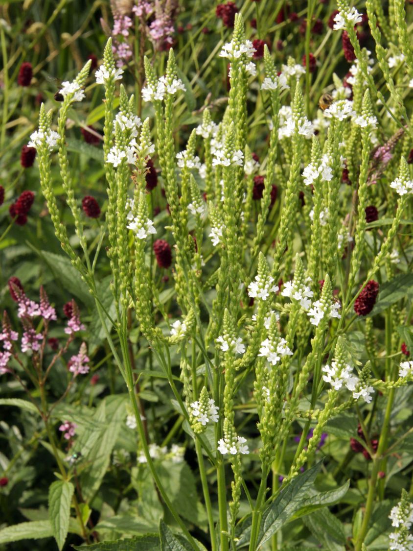 Eisenkraut 'Alba' - Verbena hastata 'Alba'