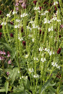 Eisenkraut 'Alba' - Verbena hastata 'Alba'