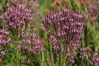 Eisenkraut 'Pink Spires' - Verbena hastata 'Pink Spires'