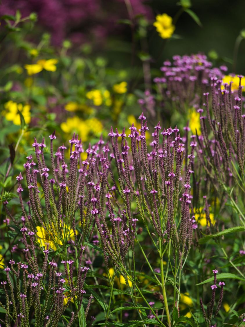 Eisenkraut 'Pink Spires' - Verbena hastata 'Pink Spires'