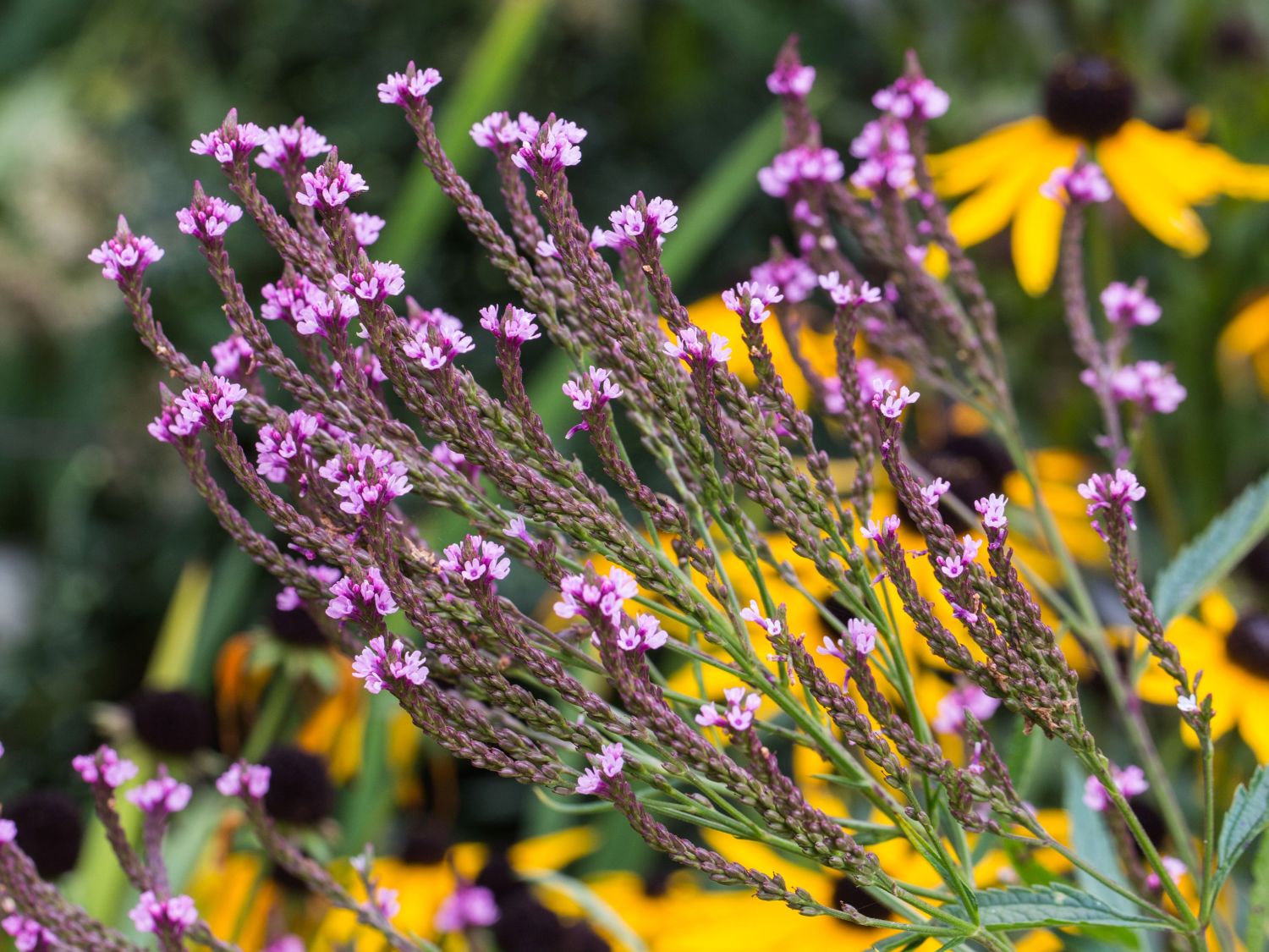 Eisenkraut 'Pink Spires' - Verbena hastata 'Pink Spires'