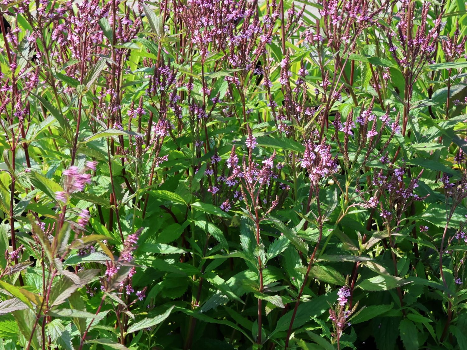 Eisenkraut 'Pink Spires' - Verbena hastata 'Pink Spires'