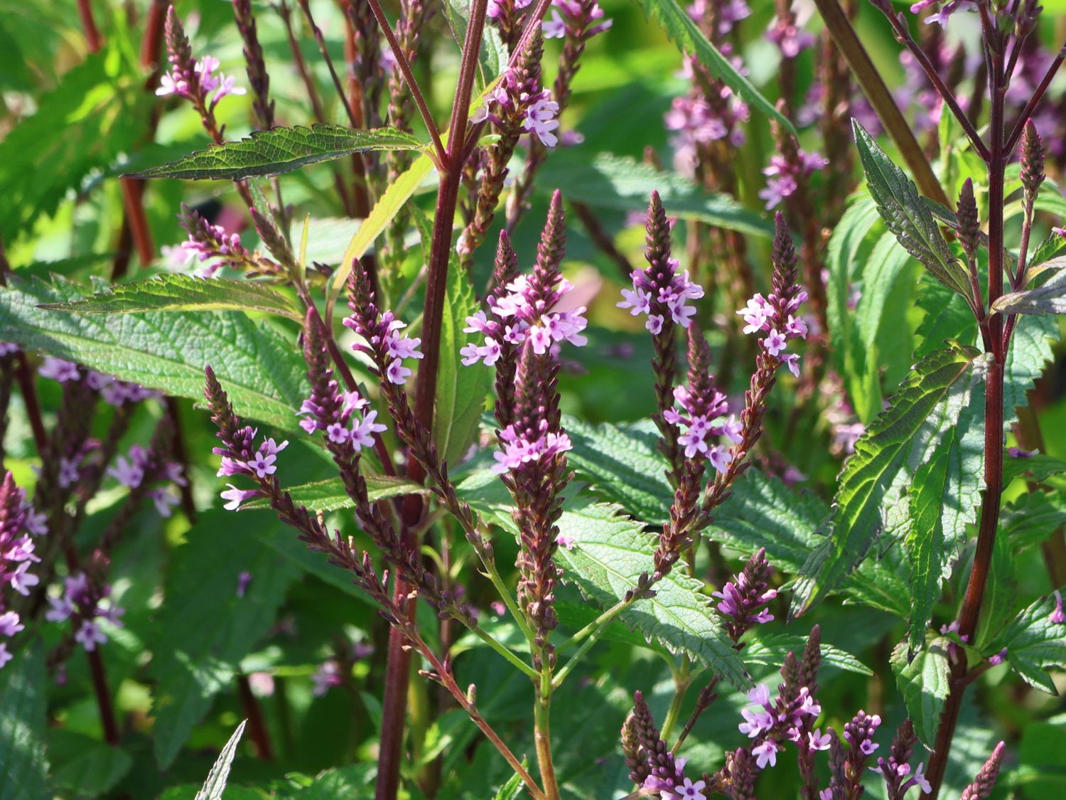 Eisenkraut 'Pink Spires' - Verbena hastata 'Pink Spires'