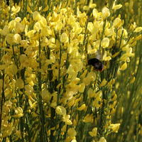 Elfenbein-Ginster 'Allgold' - Cytisus praecox 'Allgold'
