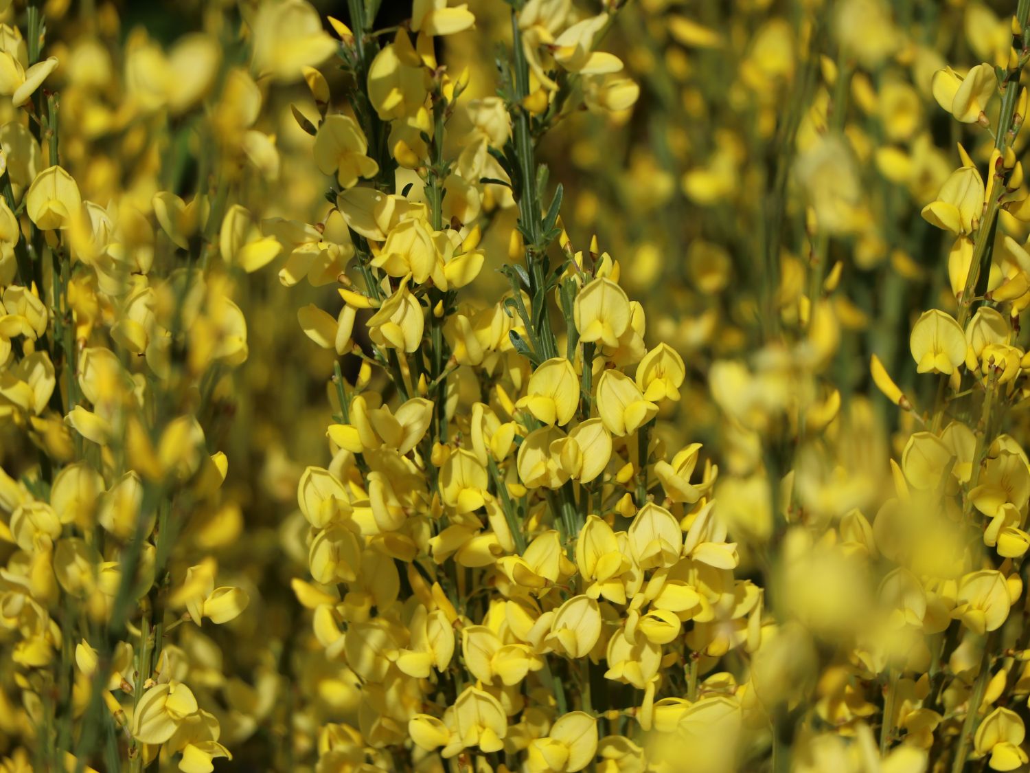 Elfenbein-Ginster 'Allgold'