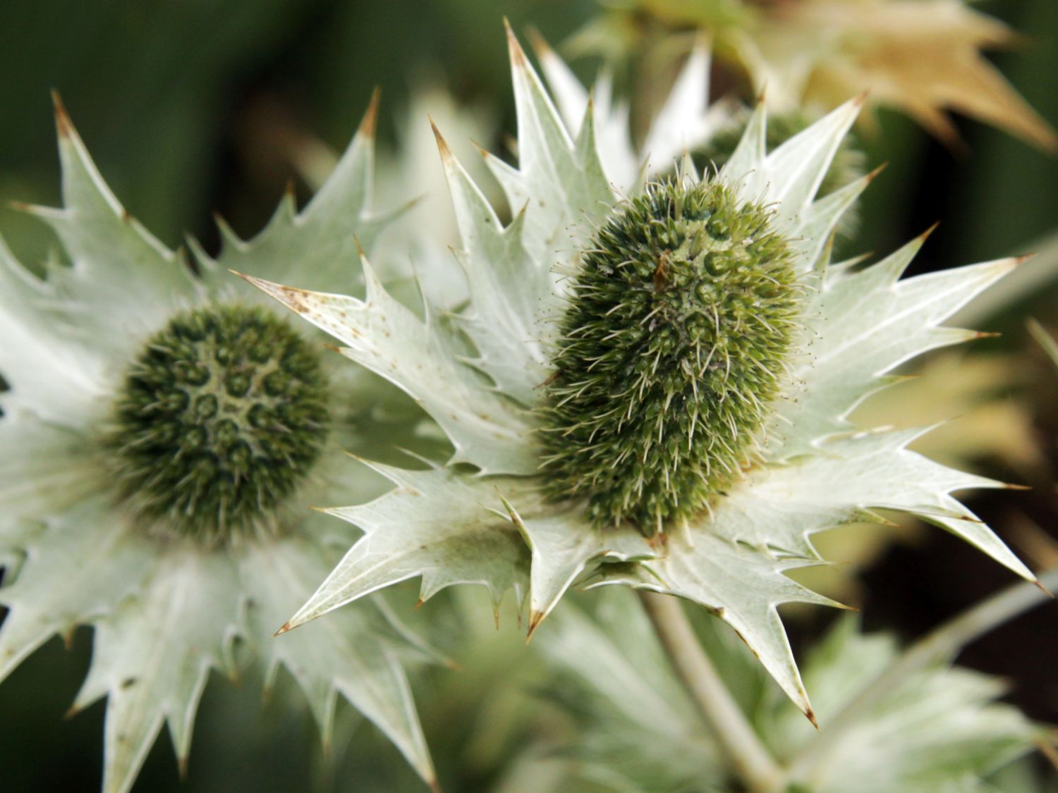 Elfenbein-Mannstreu - Eryngium giganteum