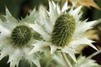 Elfenbein-Mannstreu - Eryngium giganteum