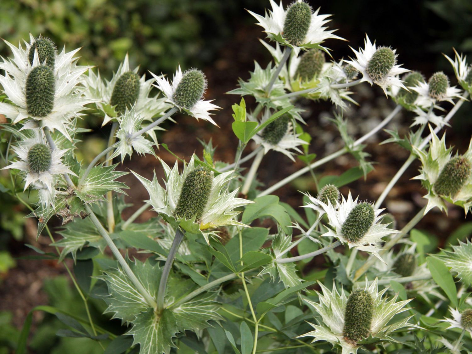Elfenbein-Mannstreu - Eryngium giganteum