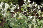 Elfenbein-Mannstreu - Eryngium giganteum