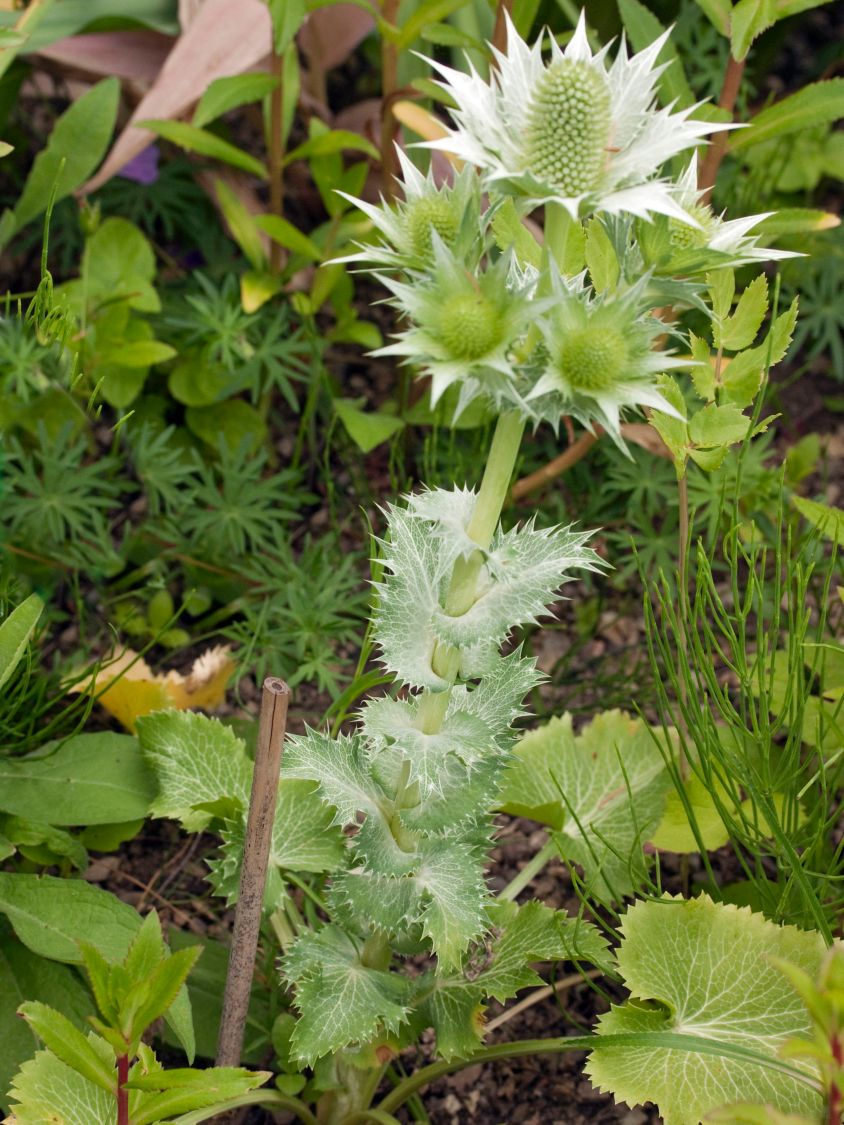Elfenbein-Mannstreu - Eryngium giganteum