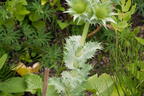 Elfenbein-Mannstreu - Eryngium giganteum