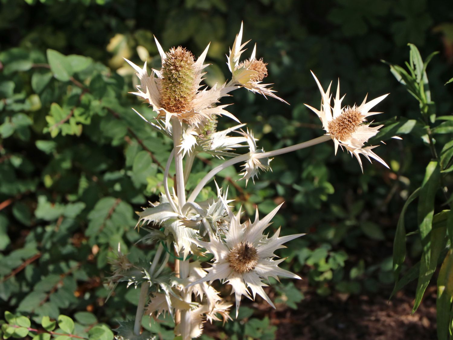 Elfenbein-Mannstreu - Eryngium giganteum