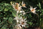 Elfenbein-Mannstreu - Eryngium giganteum