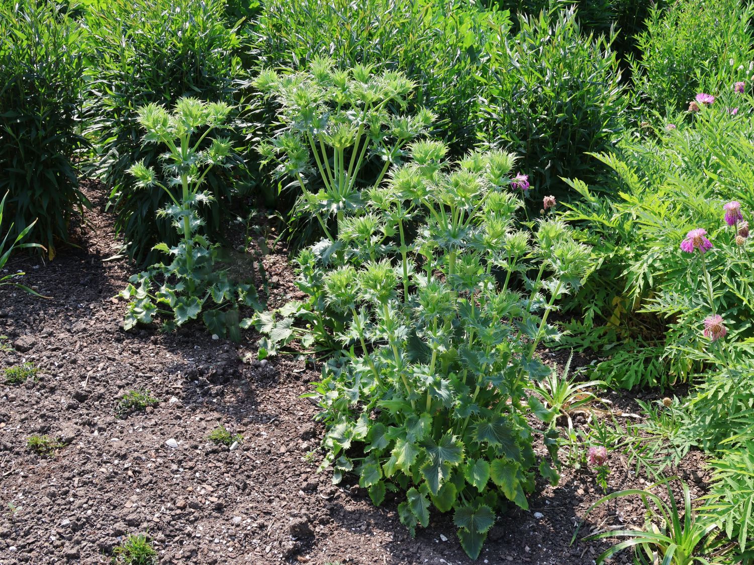 Elfenbein-Mannstreu - Eryngium giganteum