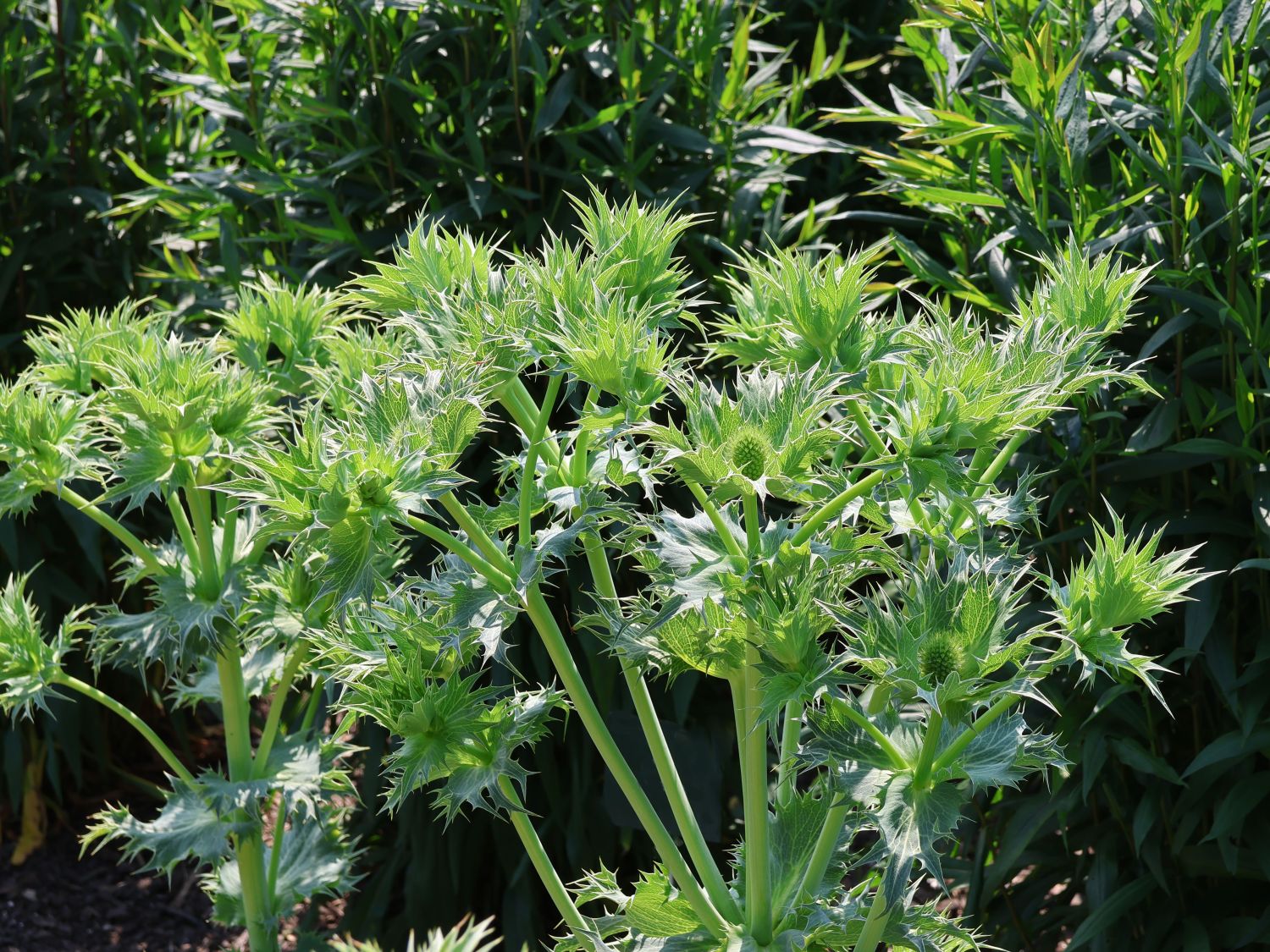 Elfenbein-Mannstreu - Eryngium giganteum