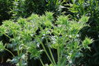 Elfenbein-Mannstreu - Eryngium giganteum