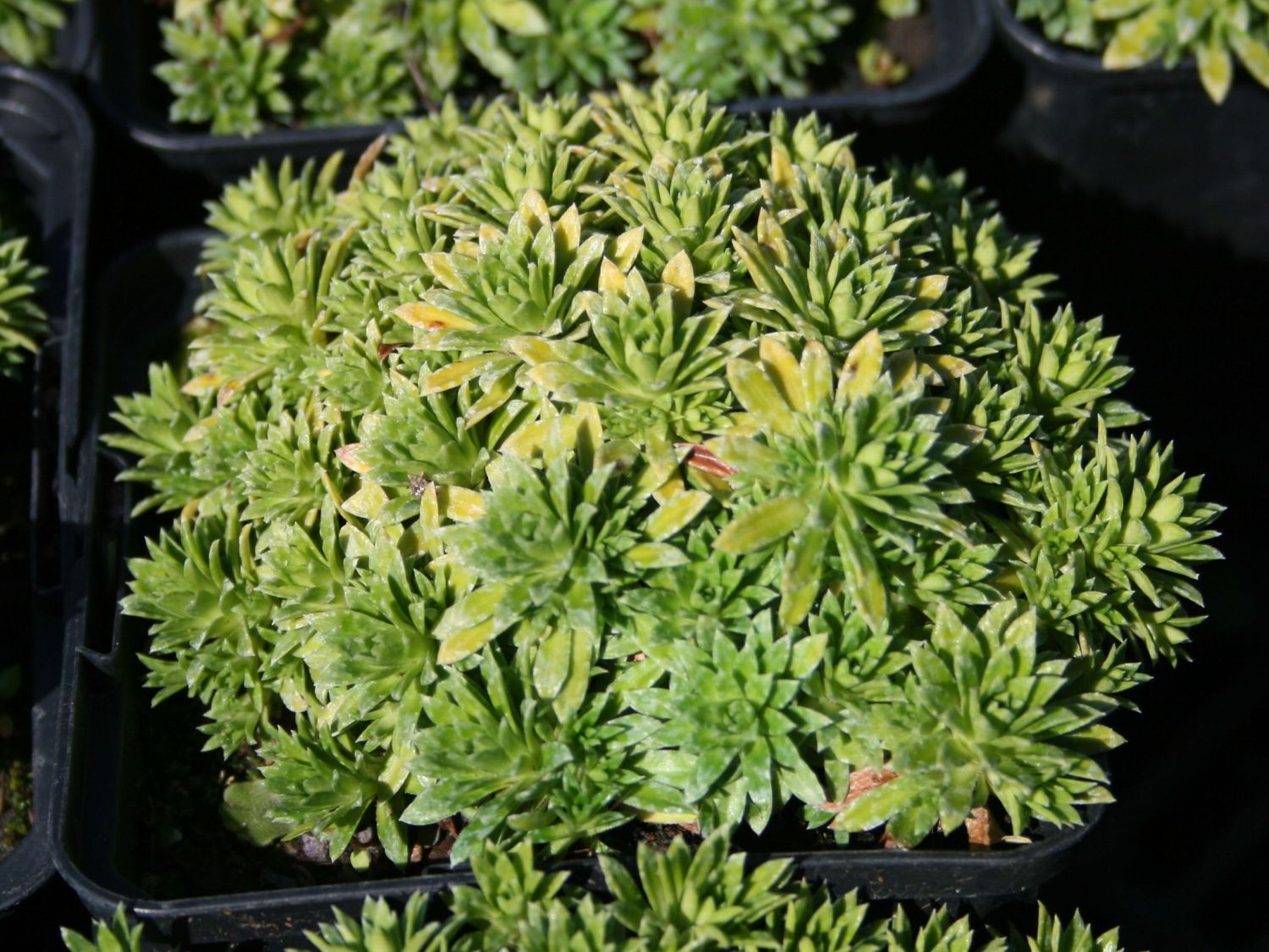 Elfenbein Steinbrech