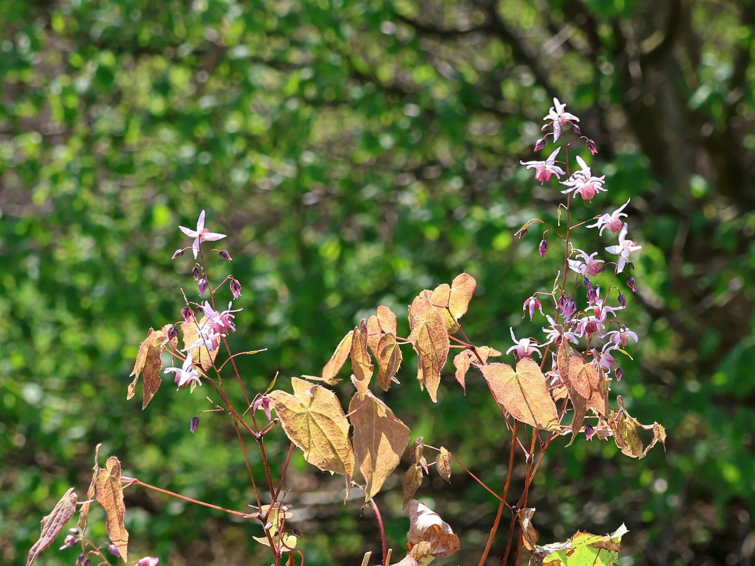 Elfenblume 'Asiatic Hybrid'